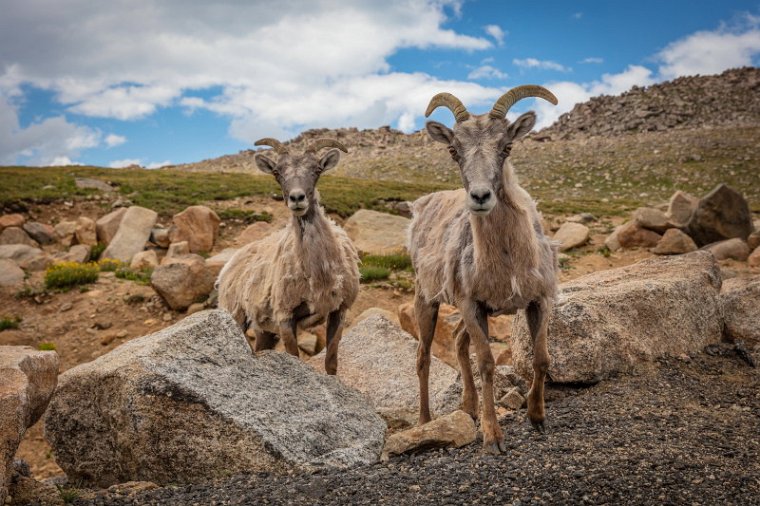 071 Mount Evans, dikhoornschapen.jpg